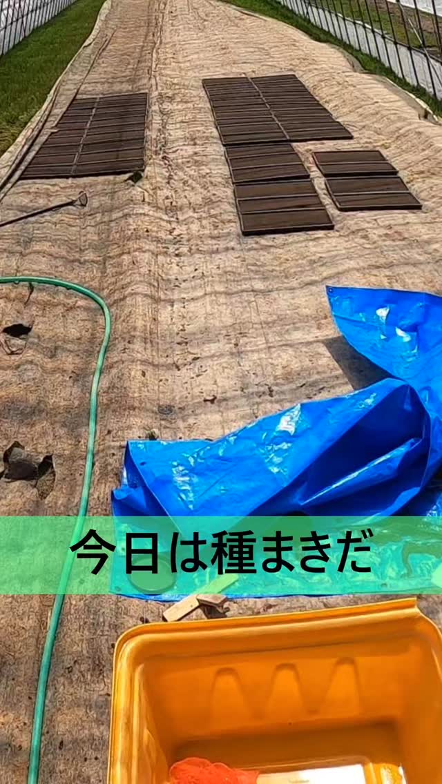 2025年の稲作を振り返る種まきこれが、苗づくりの本格的なスタートです今思うと、このときに小さな一つひとつの積み重ねが稲の成長を左右していたことが見えますPenpen&penの田んぼの一年 #稲作 #ricefarming #無農薬栽培